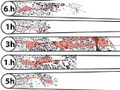 tagesmapping